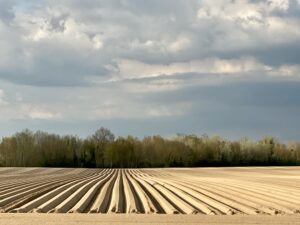 Production et négoce de pommes de terre, Culture Pom, Hauts-de-France, Grand Est, Beauce, pommes de terre, négoce pomme de terre, production pomme de terre