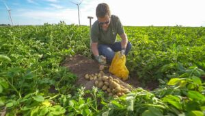 Production et négoce de pommes de terre, Culture Pom, Hauts-de-France, Grand Est, Beauce, pommes de terre, négoce pomme de terre, production pomme de terre, suivi cultural