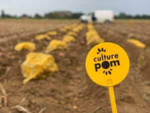 Production et négoce de pommes de terre, Culture Pom, Hauts-de-France, Grand Est, Beauce, pommes de terre, négoce pomme de terre, production pomme de terre, parcelle d'essai